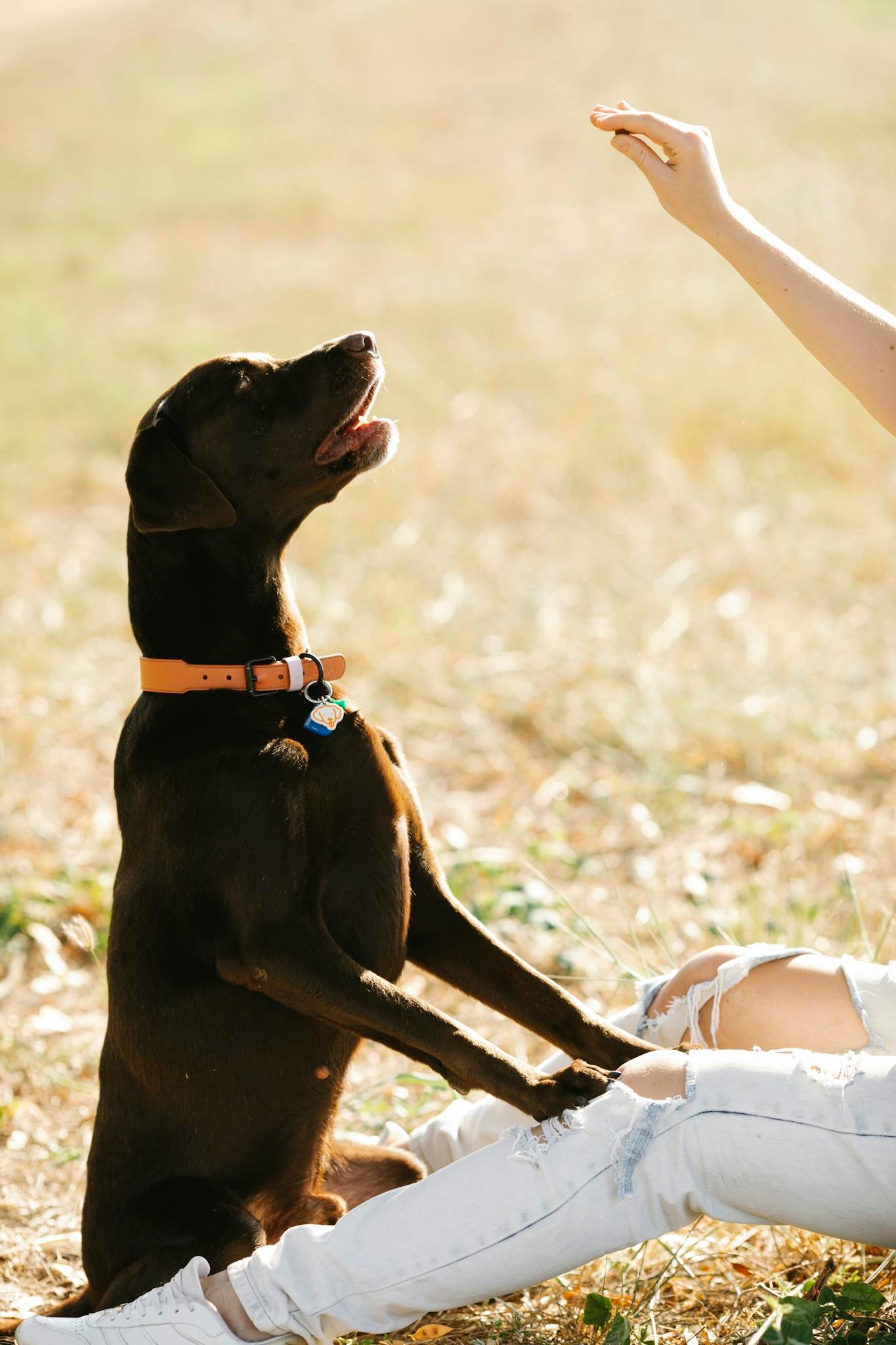 A chocolate Labrador retriever sits attentively outdoors, ready for a treat.