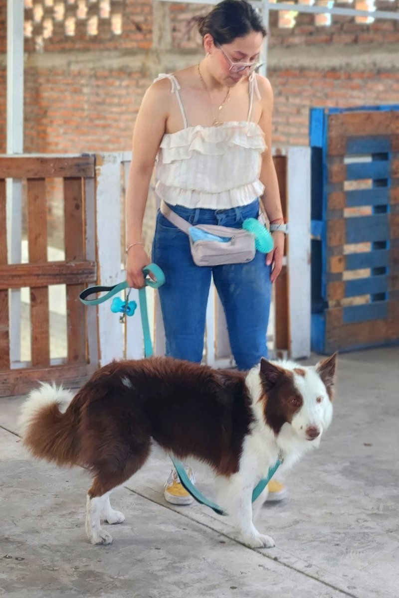 Participante caminando con su perro a la correa floja durante una clase de Habla Perro