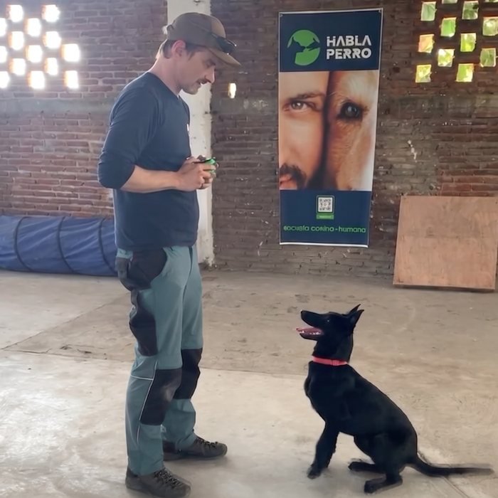Mike Kuhn entrenando a Skadi con atención y sin correa